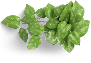 leaf icon leaf icon